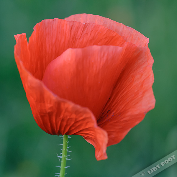 Papaver rhoeas, Grote klaproos